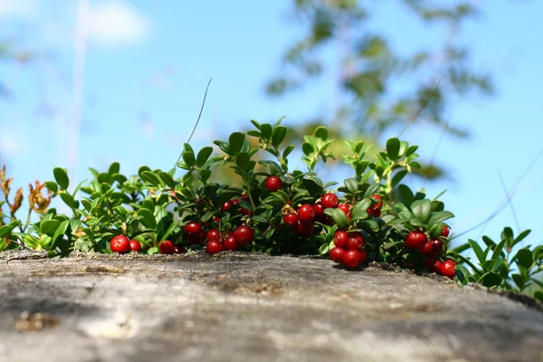 Cowberry — Stock Photo, Image
