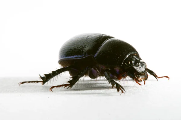 Macro insecto negro — Foto de Stock