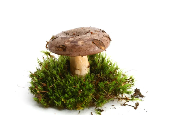 Ізольована гриб — стокове фото