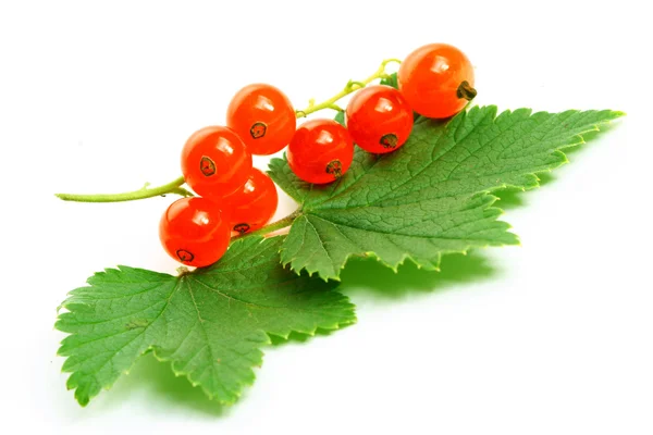 Isolated red currant and leaf — Stock Photo, Image