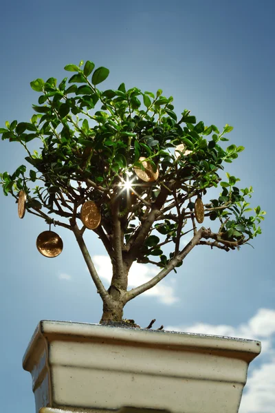 Dei bonsai — Foto Stock