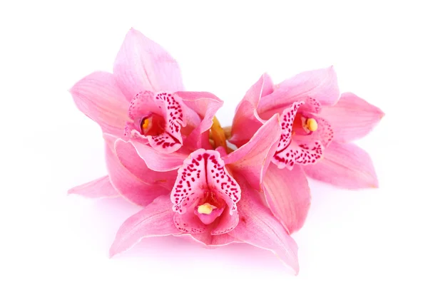Orchidej, samostatný — Stock fotografie