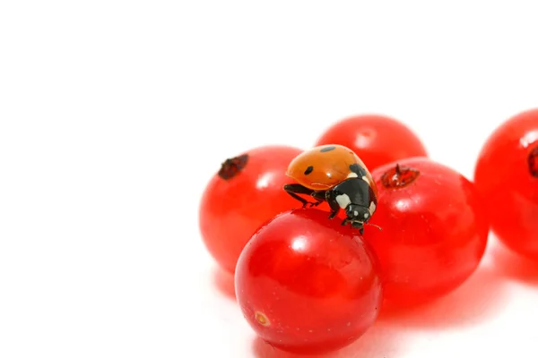 Ladybug gourmet — Stock Photo, Image