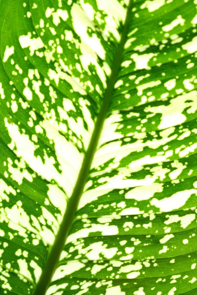 Πράσινο φύλλο — Φωτογραφία Αρχείου