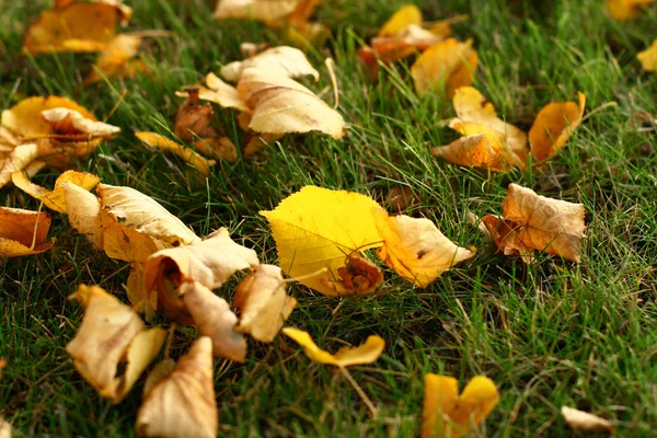 Leaves on grass — Stock Photo, Image