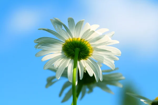 stock image Camomile in sky