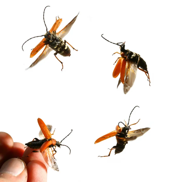 Bug volar a usted — Foto de Stock