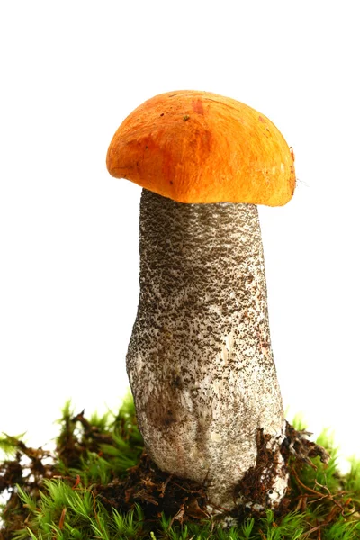 고립 된 버섯 스톡 사진