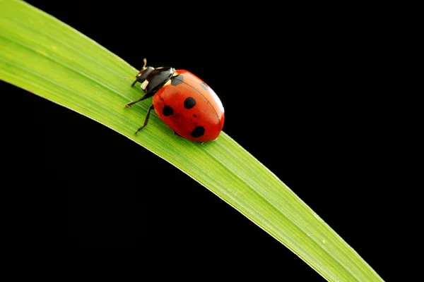 Joaninha isolada em preto — Fotografia de Stock