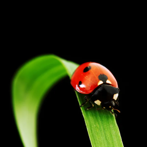Ladybug แยกตัวบนสีดํา — ภาพถ่ายสต็อก