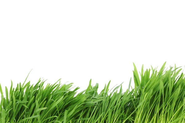 หญ้าแยก — ภาพถ่ายสต็อก