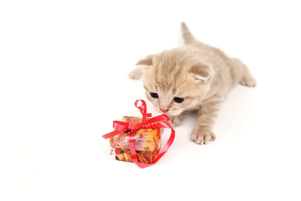 Απομονωμένες γάτα και δώρο — Φωτογραφία Αρχείου