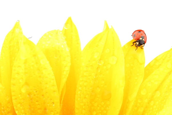 Lieveheersbeestje op zonnebloem — Stockfoto