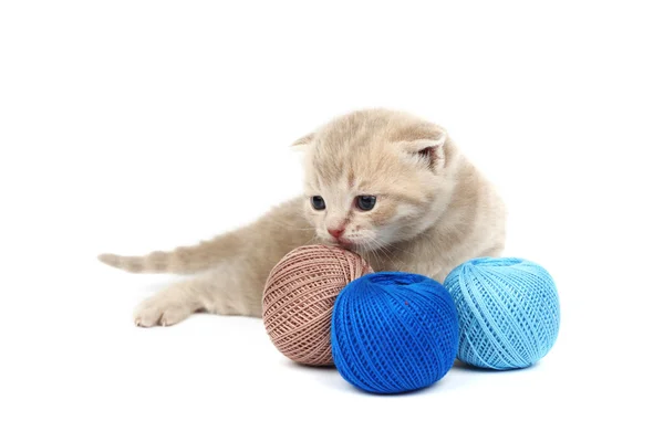 Kat en blauw wol bal — Stockfoto