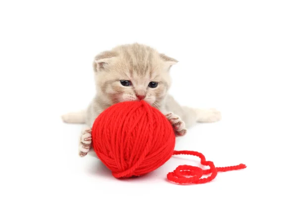 Gato e bola de lã vermelha — Fotografia de Stock
