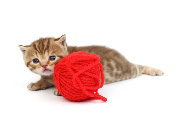 고양이 붉은 털 공 — 스톡 사진