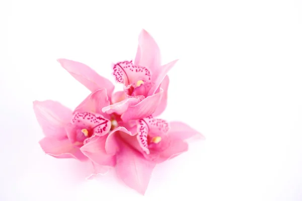Orquídea aislada — Foto de Stock