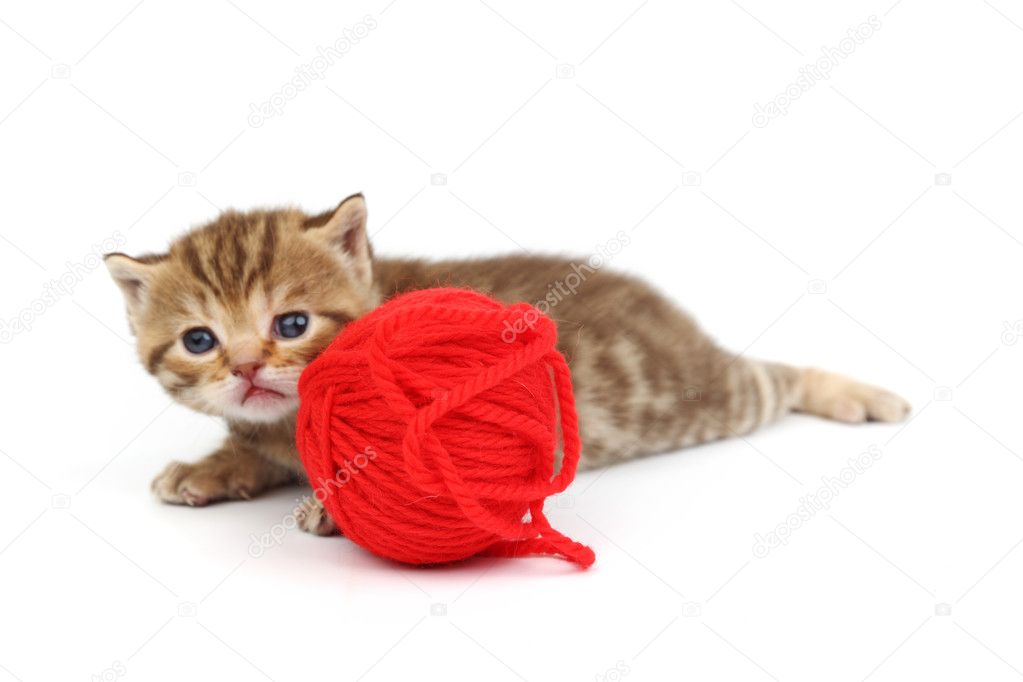 cat wool ball