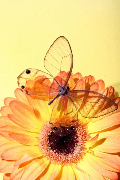 Πεταλούδα στα λουλούδια — Φωτογραφία Αρχείου