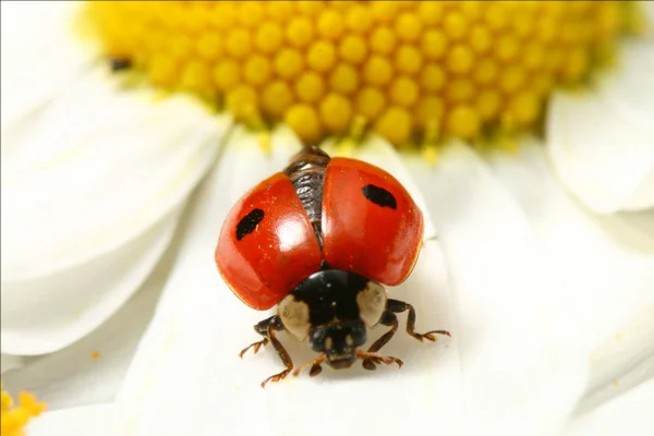Ladybug on camomile — Stock Photo, Image