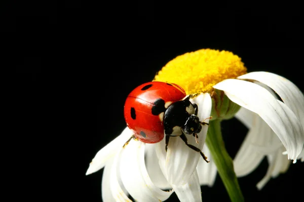 Summer ladybug — Stock Photo, Image