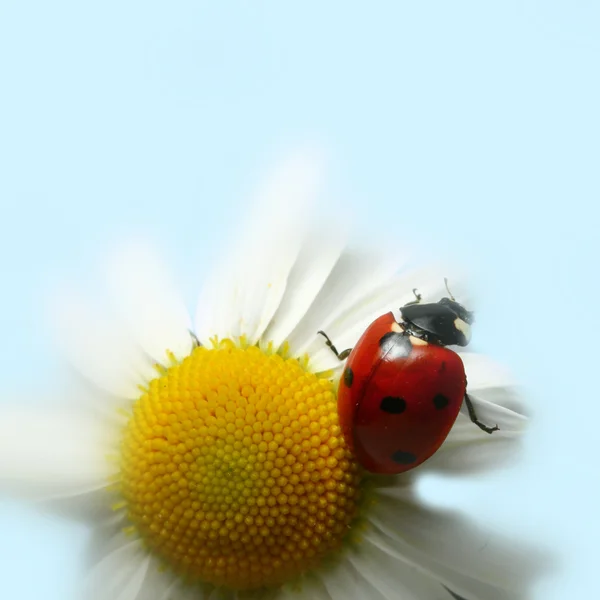 Summer ladybug — Stockfoto