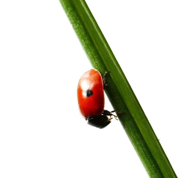 Ladybug pe iarbă — Fotografie, imagine de stoc