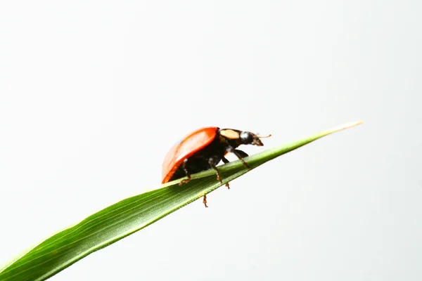 草地上的瓢虫 — 图库照片