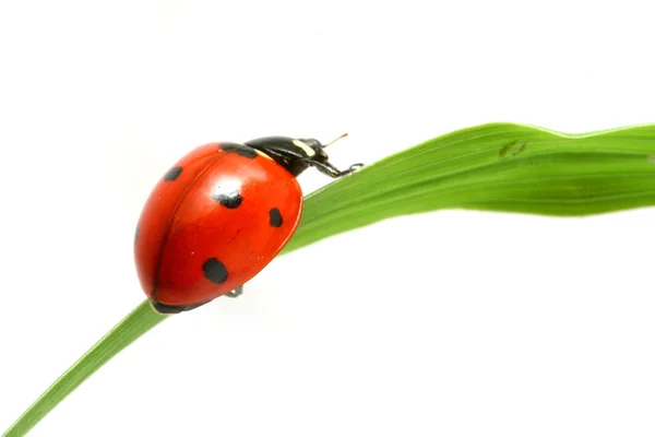 Mariquita roja — Foto de Stock