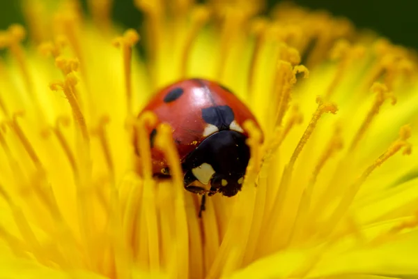 Ladybug на одуванчике — стоковое фото