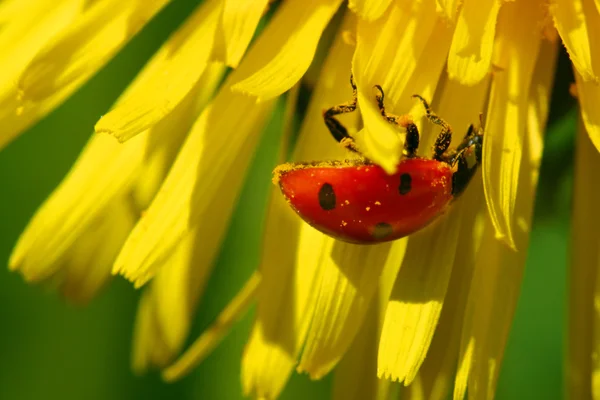 Ladybug on dandelion — Stock Photo, Image