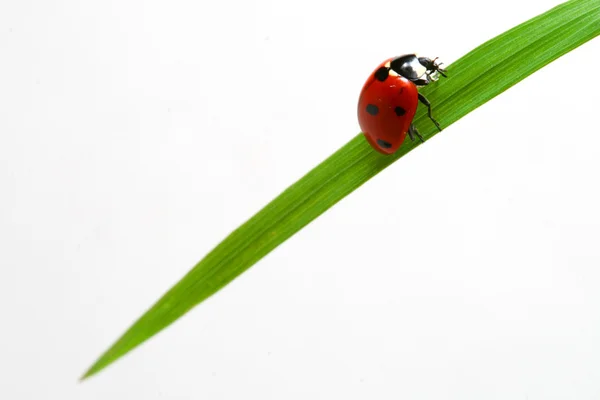 빨간 무당벌레 — 스톡 사진