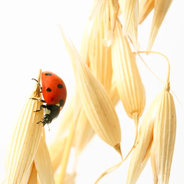 Lieveheersbeestje op tarwe — Stockfoto