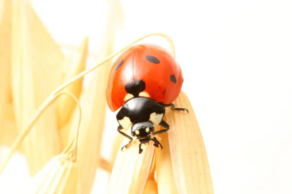 Uğur böceği buğday üzerinde — Stok fotoğraf