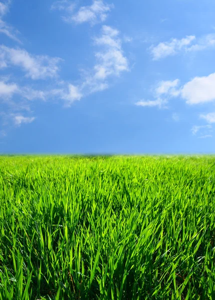 Zelené trávě krajina — Stock fotografie
