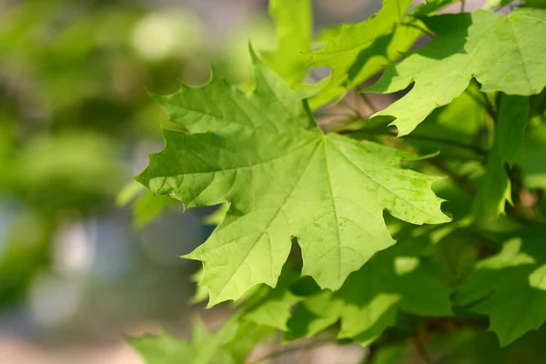 녹색 단풍 잎 — 스톡 사진