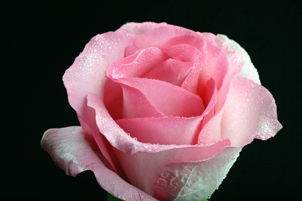 Pink rose — Stock Photo, Image