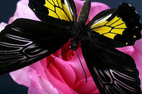 Pillangó és virág — Stock Fotó