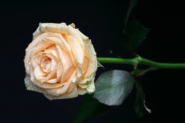 Rose mit Wassertropfen — Stockfoto