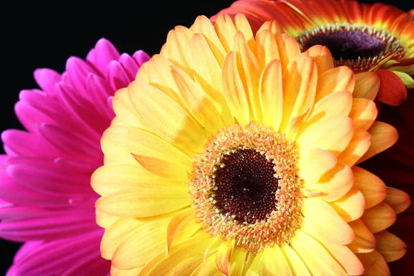 Gerbera fleur — Photo