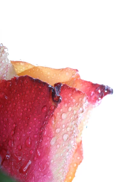 Τριαντάφυλλο με σταγόνες νερού — Φωτογραφία Αρχείου