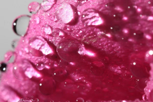 Pink mawar — Stok Foto
