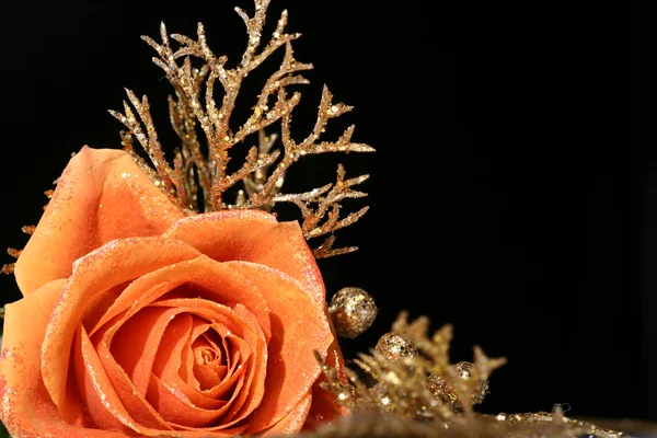 Rosa naranja — Foto de Stock