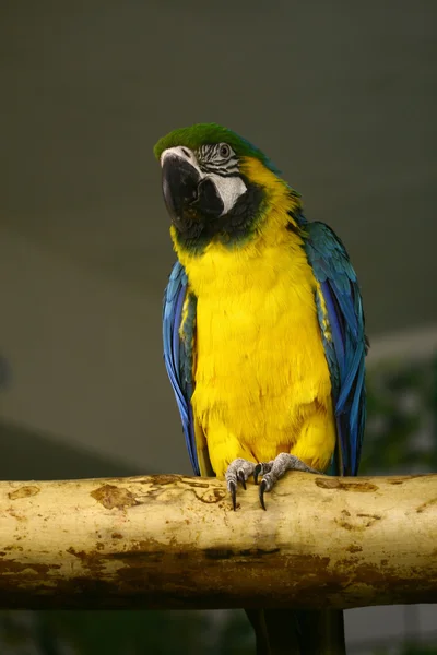 노란 앵무새 — 스톡 사진