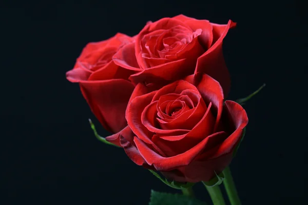 Ειδύλλιο κόκκινα τριαντάφυλλα — Φωτογραφία Αρχείου