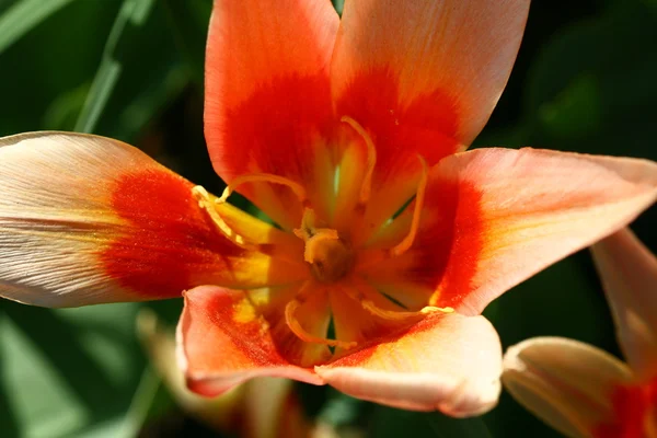 Červená Jarní květina — Stock fotografie