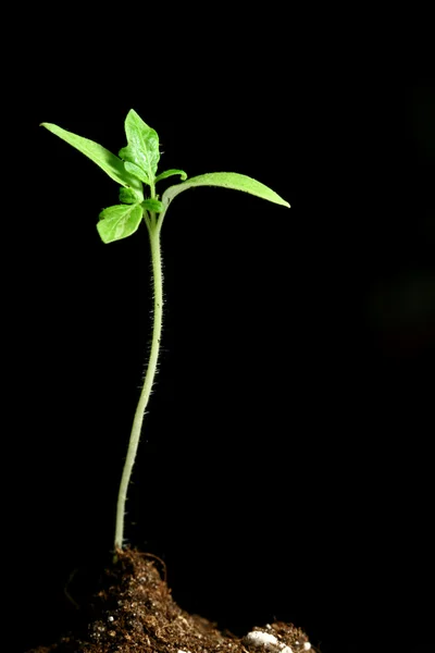 New life plant — Stock Photo, Image