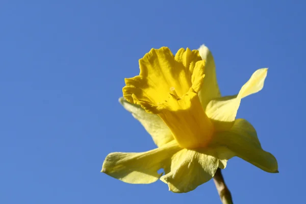 Κίτρινο λουλούδι στον ουρανό — Φωτογραφία Αρχείου