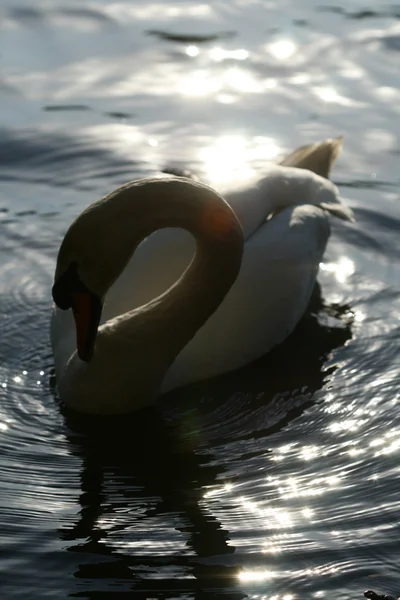 Cisne en el agua — Foto de Stock