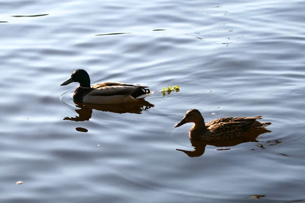 Schwan im Wasser — Stockfoto